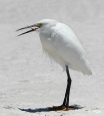 Egrets2 06.jpg