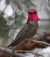 Hummingbird 07.jpg
