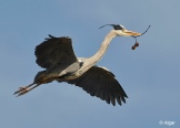 Herons 16.jpg