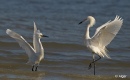 Egrets2 12.jpg