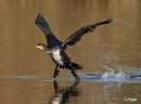Cormorant 14.jpg