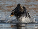 Cormorant 21.jpg