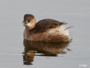 LGrebe 09.jpg