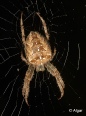 Spiders 13.jpg