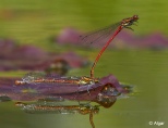 Damselflies 26.jpg
