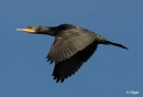 Cormorant 09.jpg