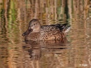 Shoveler 04.jpg