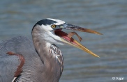 Herons 01.jpg