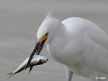 Egrets1 22.jpg