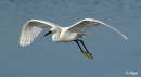 Egrets1 04.jpg