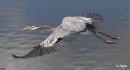 Herons 04.jpg
