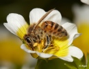 Bees 13.jpg