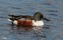 Shoveler 01.jpg