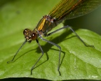 Damselflies 11.jpg
