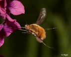 Bee fly 16.jpg