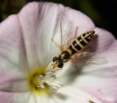 Hoverfly3 07.jpg