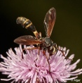 Hoverfly2 03.jpg