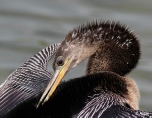 Anhinga 10.jpg