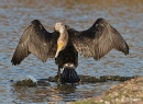 Cormorant 10.jpg