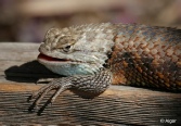 Reptiles2 08.jpg