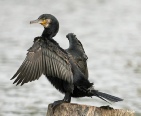 Cormorant 01.jpg