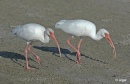 White ibis 01.jpg