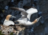 Gannets 05.jpg