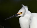 Egrets1 09.jpg