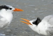 Terns 01.jpg