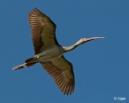 White ibis 06.jpg