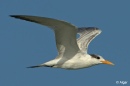Terns 10.jpg
