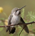 Hummingbird 10.jpg