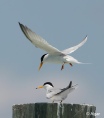 Terns 23.jpg