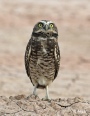 Burrow owls 07.jpg