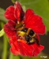 Bumblebees 21.jpg