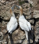 Gannets 03.jpg