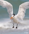 Terns 12.jpg