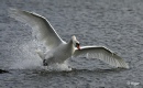 Swans 11.jpg