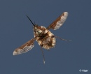Bee fly 22.jpg