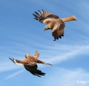 Red kites 17.jpg