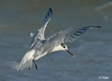 Terns 02.jpg