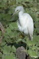 Herons 22.jpg