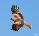Red kites 10.jpg
