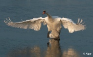Swans 18.jpg