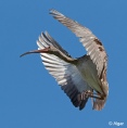 White ibis 03.jpg