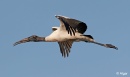 Wood storks 14.jpg