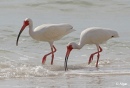 White ibis 18.jpg
