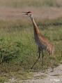 Sand cranes 04.jpg