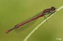 Damselflies 04.jpg