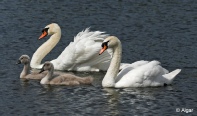 Swans 17.jpg